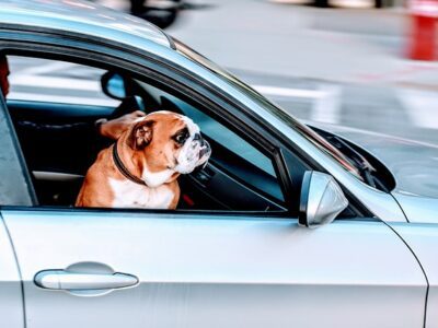 Cachorro no carro com dancarinhos e pet acessorios