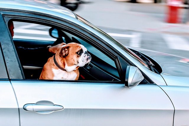 Cachorro no carro com dancarinhos e pet acessorios